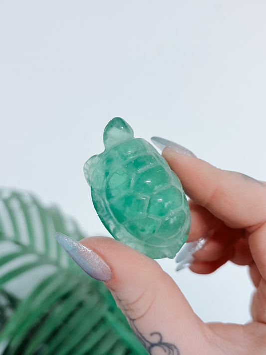 Fluorite Turtle